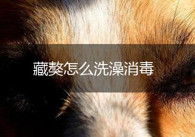 藏獒怎么洗澡消毒