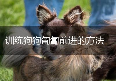 训练狗狗匍匐前进的方法