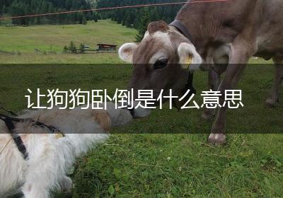 让狗狗卧倒是什么意思