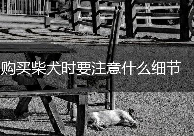 购买柴犬时要注意什么细节