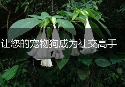 让您的宠物狗成为社交高手
