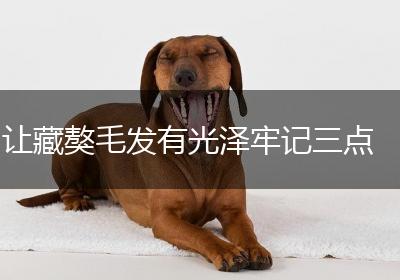 让藏獒毛发有光泽牢记三点