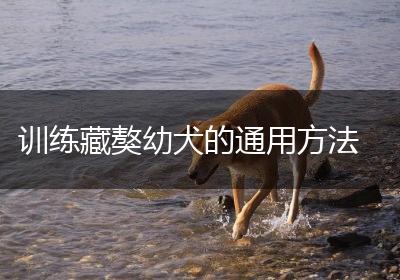 训练藏獒幼犬的通用方法