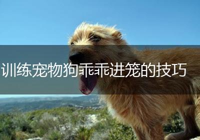 训练宠物狗乖乖进笼的技巧