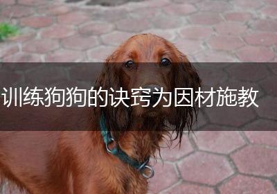 训练狗狗的诀窍为因材施教