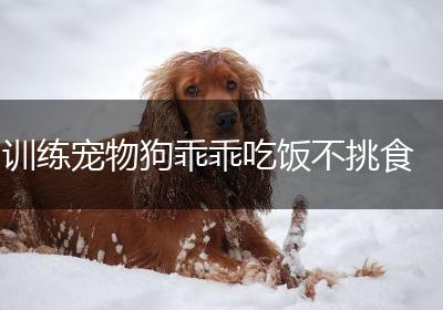 训练宠物狗乖乖吃饭不挑食