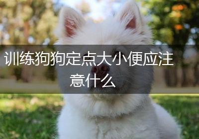 训练狗狗定点大小便应注意什么