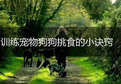 训练宠物狗狗挑食的小诀窍