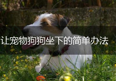 让宠物狗狗坐下的简单办法