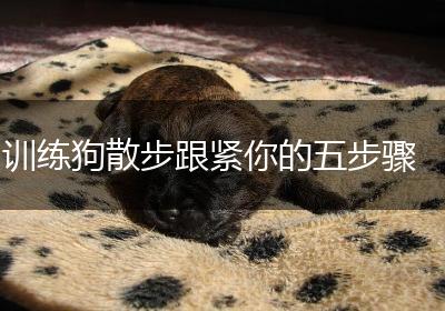 训练狗散步跟紧你的五步骤