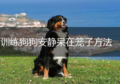 训练狗狗安静呆在笼子方法
