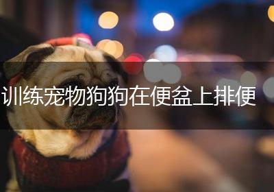 训练宠物狗狗在便盆上排便
