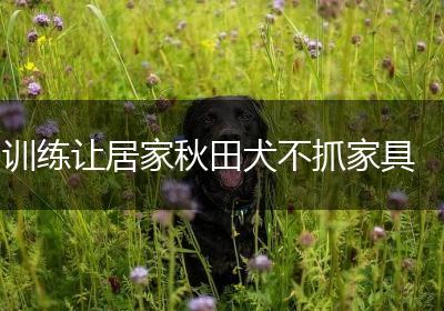训练让居家秋田犬不抓家具