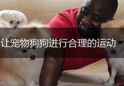 让宠物狗狗进行合理的运动