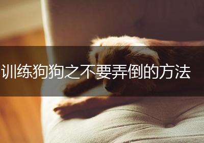 训练狗狗之不要弄倒的方法