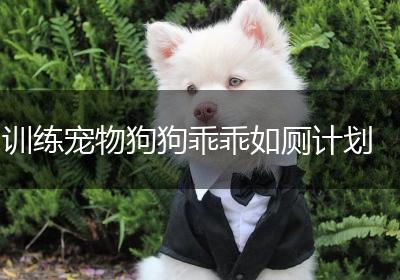 训练宠物狗狗乖乖如厕计划