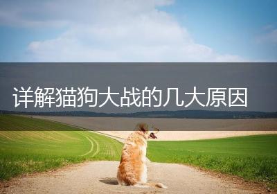 详解猫狗大战的几大原因