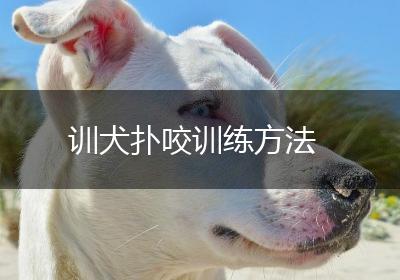 训犬扑咬训练方法