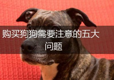 购买狗狗需要注意的五大问题