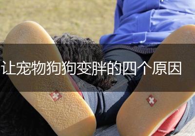 让宠物狗狗变胖的四个原因