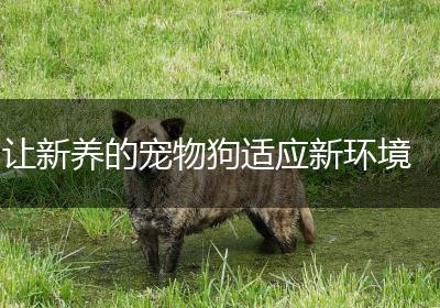 让新养的宠物狗适应新环境