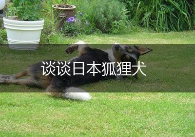 谈谈日本狐狸犬