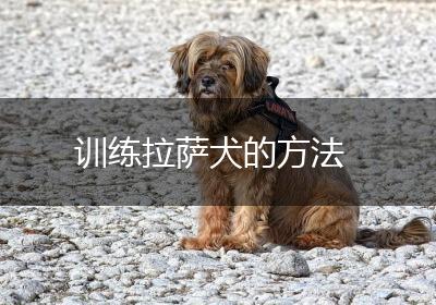 训练拉萨犬的方法