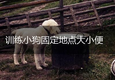 训练小狗固定地点大小便