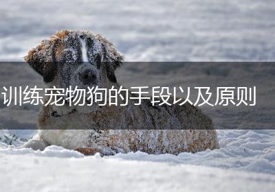 训练宠物狗的手段以及原则