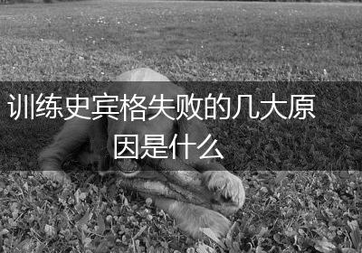 训练史宾格失败的几大原因是什么