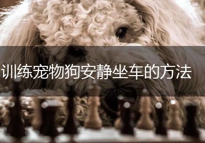 训练宠物狗安静坐车的方法