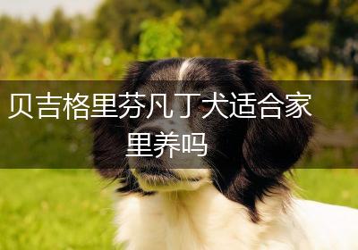 贝吉格里芬凡丁犬适合家里养吗