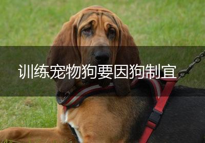 训练宠物狗要因狗制宜