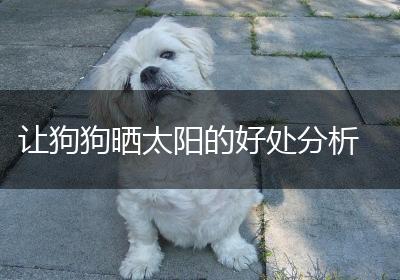 让狗狗晒太阳的好处分析