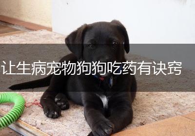 让生病宠物狗狗吃药有诀窍