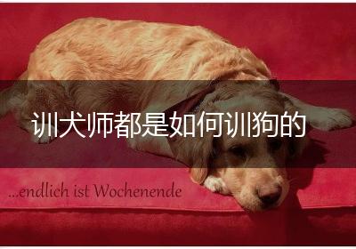 训犬师都是如何训狗的