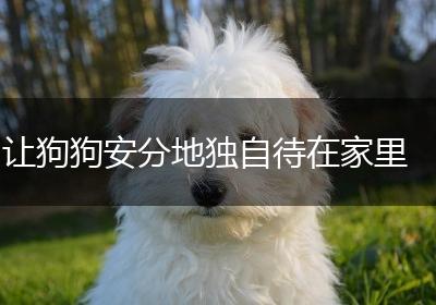让狗狗安分地独自待在家里