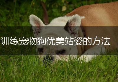 训练宠物狗优美站姿的方法