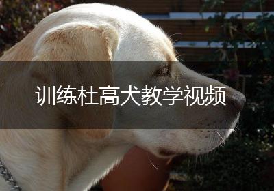 训练杜高犬教学视频