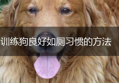 训练狗良好如厕习惯的方法