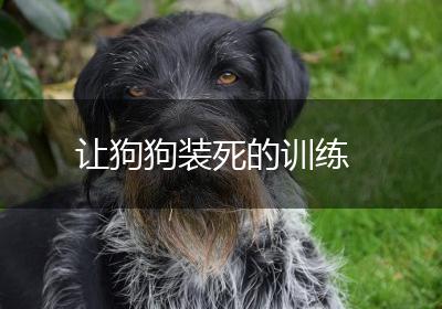 让狗狗装死的训练