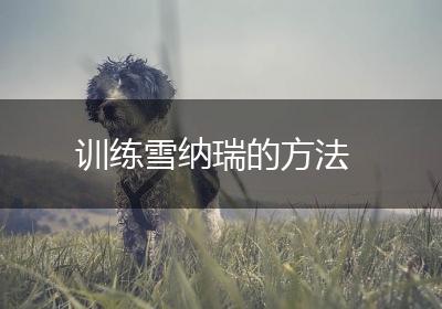 训练雪纳瑞的方法