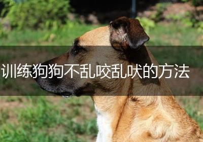 训练狗狗不乱咬乱吠的方法