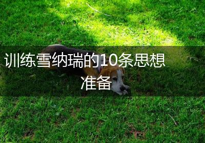 训练雪纳瑞的10条思想准备
