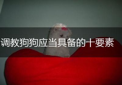 调教狗狗应当具备的十要素