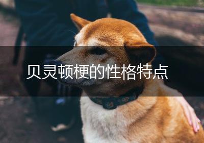 贝灵顿梗的性格特点