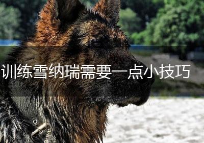 训练雪纳瑞需要一点小技巧