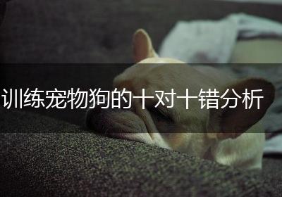 训练宠物狗的十对十错分析