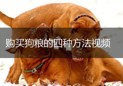 购买狗粮的四种方法视频