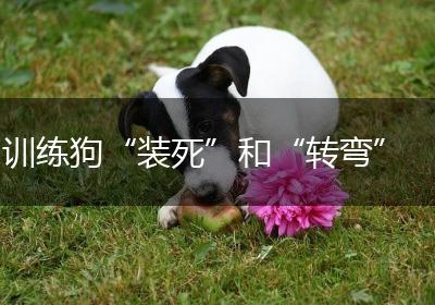 训练狗“装死”和“转弯”
